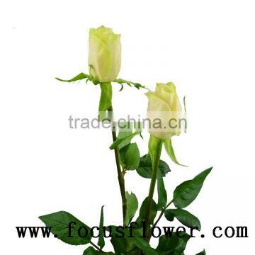 Wholesale love high quality fresh cut flowers white flower rose vendela rose with 20stems/bundle from kunming