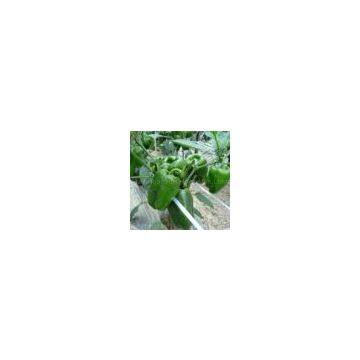 Sweet Pepper Seeds 5136