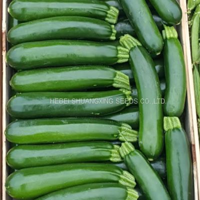 Chinese early maturity dark green skin hybrid squash/zucchini seeds