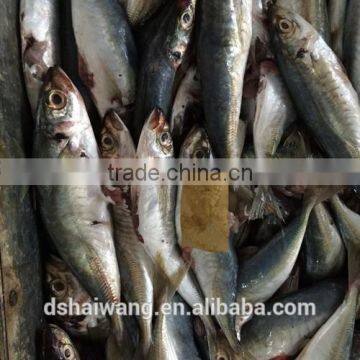 Frozen B Grade Trachurus Japonicus for Feeding photo-2