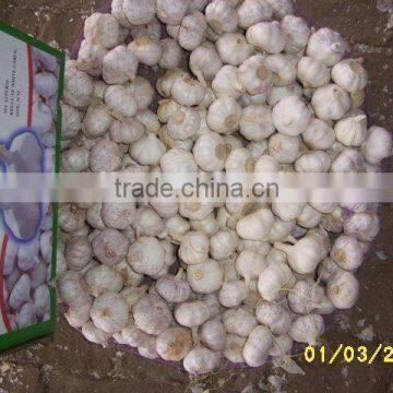 Fresh Jinxiang Garlic