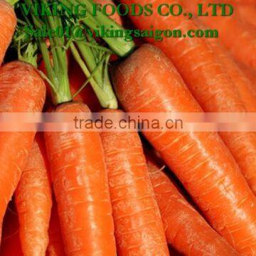 FRESH CARROT GOOD QUALITY FROM VIET NAM