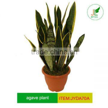 Artificial green leaf agave plants