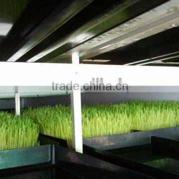 Bean /Wheat Seeding/Animal Fodder Machine