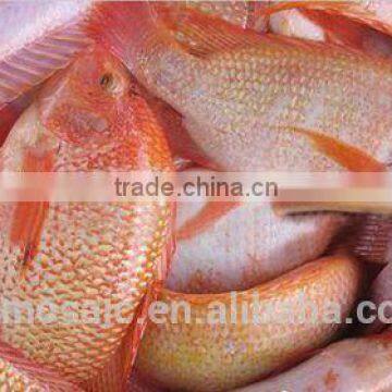 W/R LIve red tilapia fish HACCP