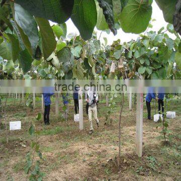 Organic and Fresh Kiwi photo-2