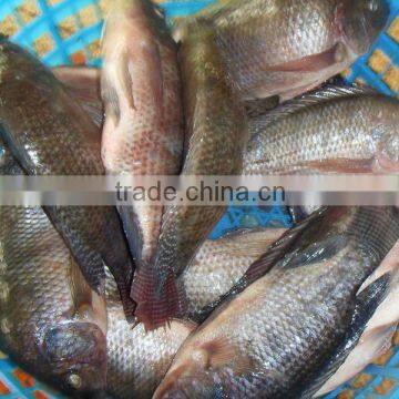 Wholesale frozen Gutted tilapia with good quality