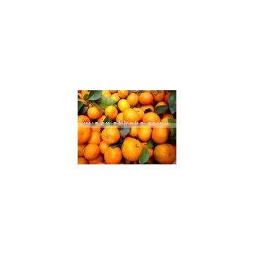 Fresh Shatang orange