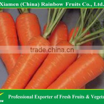 Fresh New Red Carrot with competitive price and good quality