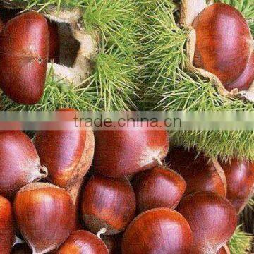 Organic Chestnut from China -High Quality and Low Price