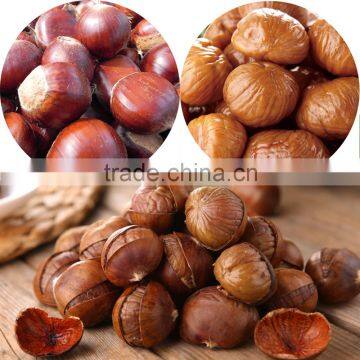 Organic Fresh Chestnut Wholesale Chestnuts Price photo-6