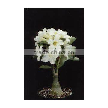 Adenium obesum hybrid white Adenium White Desert Rose White