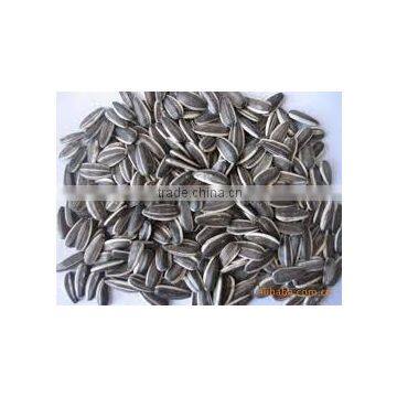 Bulk Buy Chinese sunflower seeds 5009 sunflower seeds