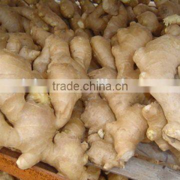 2014Organic Fresh Ginger photo-4