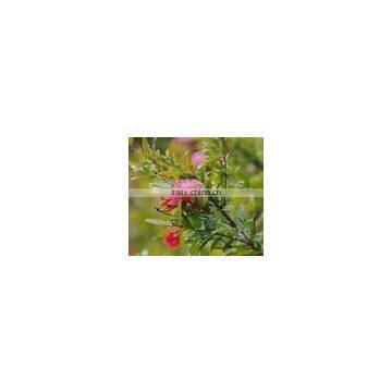 Pomegranate Extract Powder 40% Ellagic Acid