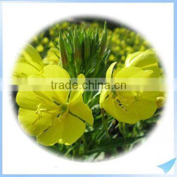 Health Supplements Evening Primrose Oil / EPO Softgel Capsule in Factory Direct Sale photo-3