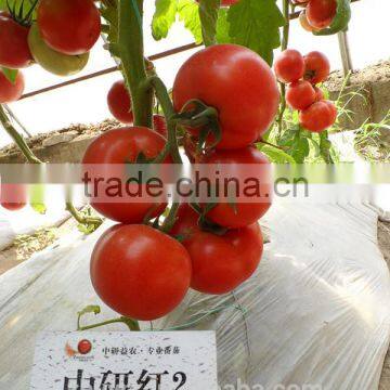 Zhongyan Hong No.2 Tomato Seed High Yield photo-2