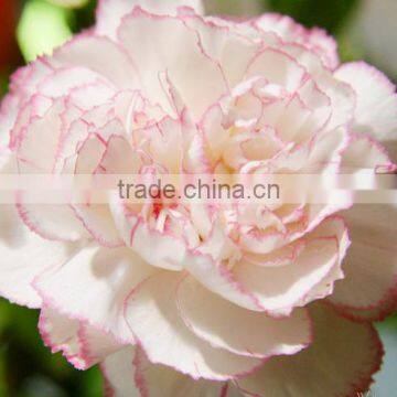 Supply Carnation Fresh Cut Carnation Fresh Cut Flowers photo-2
