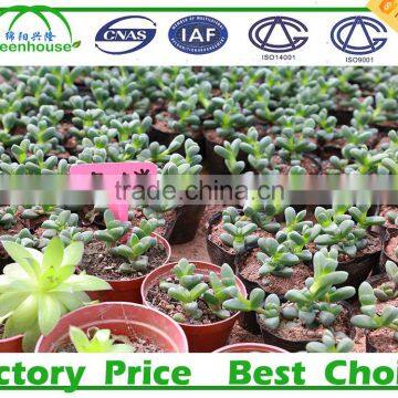 Multi-Span Agricultural Commercial Greenhouses Type and PC Sheet Cover Material Tunnel With Polycarbonate photo-5