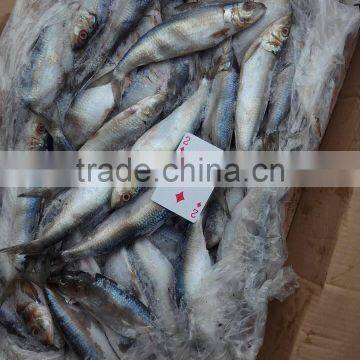 Sardine for Bait photo-5