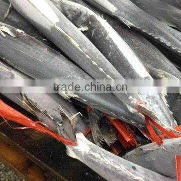 Organic Seafood, Yummy Fresh Frozen Spanish Mackerel Fish With Better Price and Servies photo-2