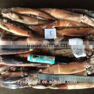 100g BQF Argentine Squid for Tuna Feed photo-2