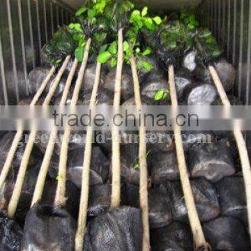 Ficus Altissima trees loaded inside container