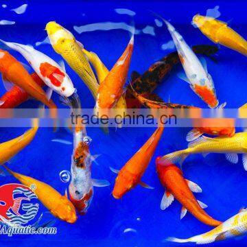 Koi Fish Bleeding Farm and Export From Thailand