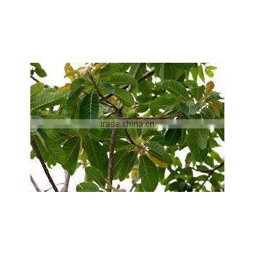 Madhuca Longifolia photo-2