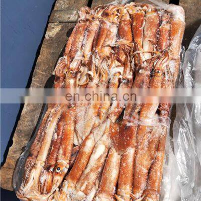 high quality frozen west africa squid whole round