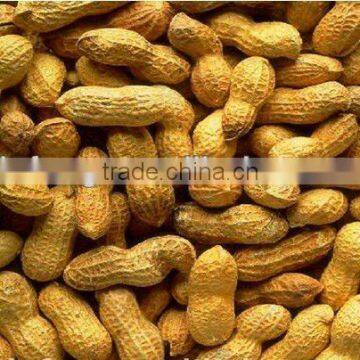 Roasted Peanuts for sale