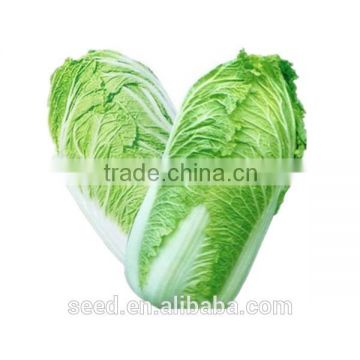 vegetable seeds Chinese cabbage seeds SXD No.4