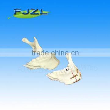 dental lower jaw model/dental teeth model