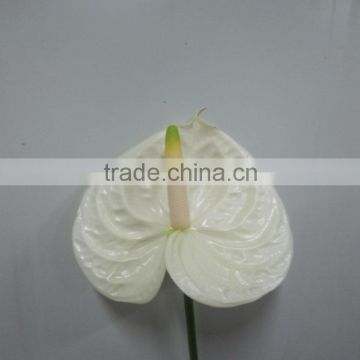 Elegant in smell top sell 2015 trendy antirrhinum flower