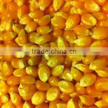 poultry feed yellow maize