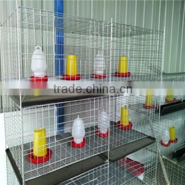 poultry farm pullet chicken rearing cage