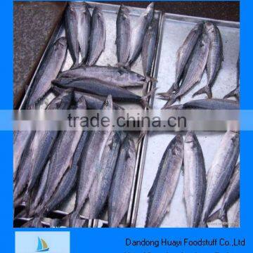 Best new frozen mackerel fish