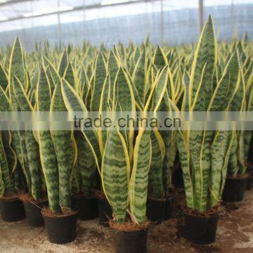 Sansevieria with green folium