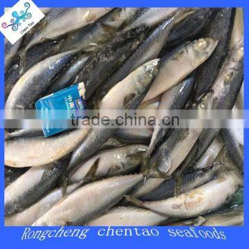 Frozen scomber japonicus pacific mackerel