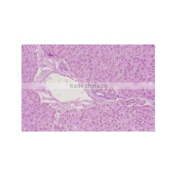 Liver C.S Individual microscope prepared slide