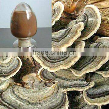 natural Coriolus Versicolor mushroom extract