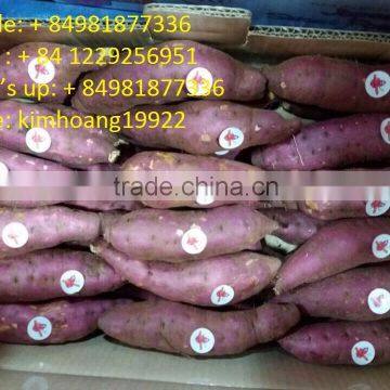 Fresh sweet potatoes for all market