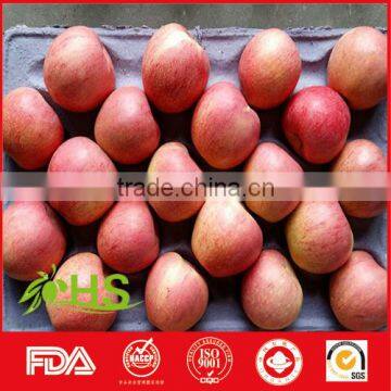 China fresh fuji apple wholesale distributors