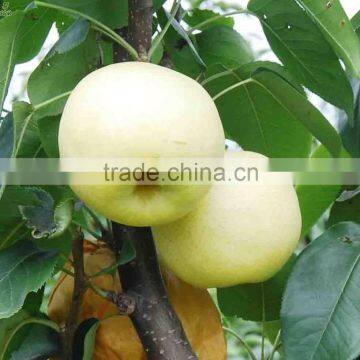 Chinese Golden Pear 9kg 18kg Carton