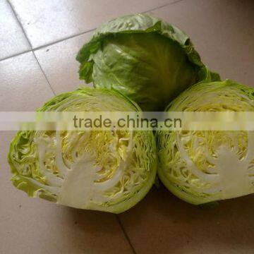 Cabbage Lettuce