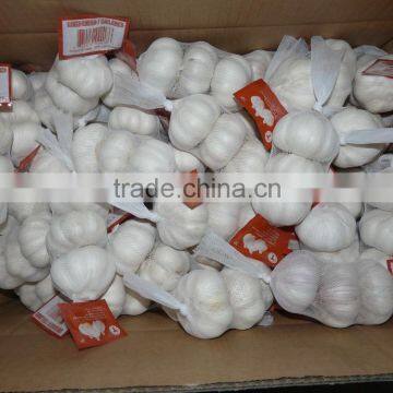 best quanlity china fresh garlic on sale