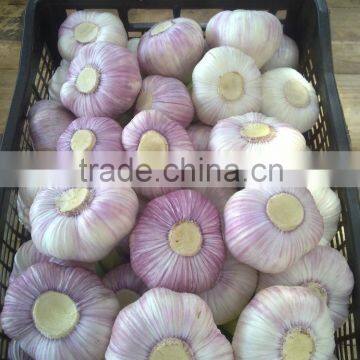 BEST PRICE FRESH GARLIC2016