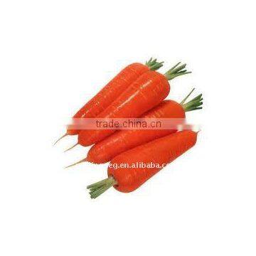 80-150gnew corp Fresh Carrots(export to Malaysia)