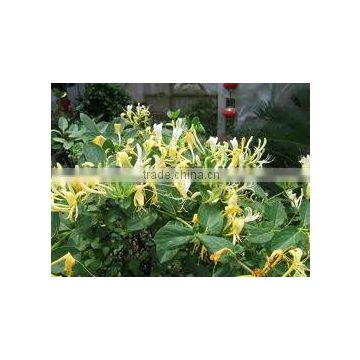 Top Quality & 100% Natural dried honeysuckle flower--natural honeysuckle extract powder