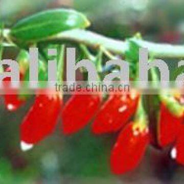 BIO Goji Berries/Wolfberry/Lycium Barbarum